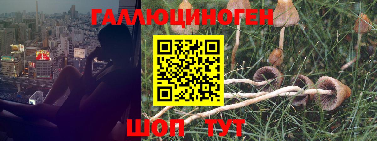 Ипатово  где купить   Псилоцибиновые грибы прущие грибы  Вход с VPN  Галлюциногенные грибы Psilocybine cubensis 